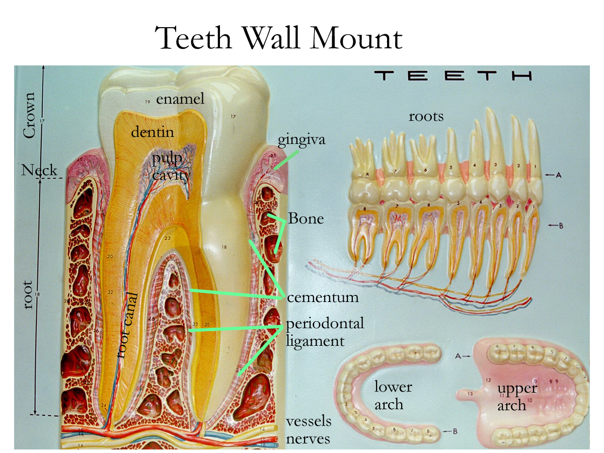 Pin by Daffodilcooper on k | Human teeth, Teeth anatomy, Digestive